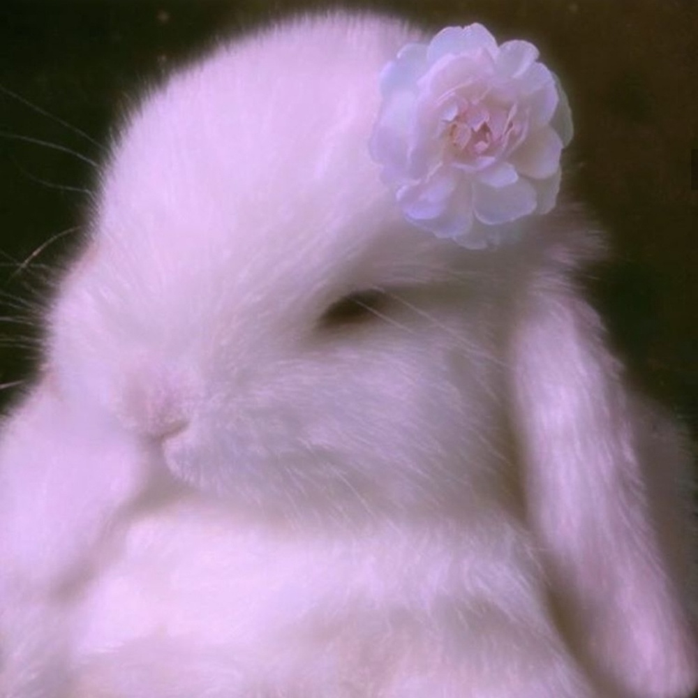 Meet your Posher, Katana moon